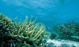 海里的植物有什么 海洋植物有哪些